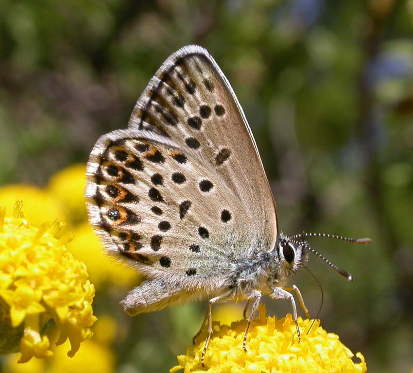 Plebejus idas mediterranei